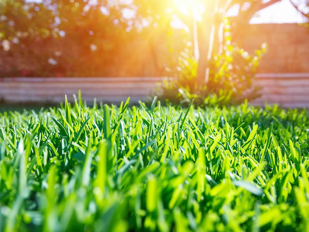 Der Garten verkauft mit! Die optimale Wirkung Ihrer Außenanlage